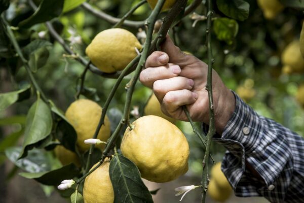 Familie Aceto – Bio-Zitronenproduzent aus Amalfi
