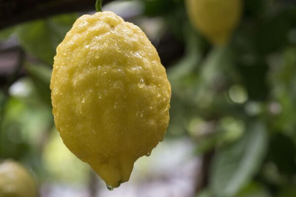 Familie Aceto – Bio-Zitronenproduzent aus Amalfi