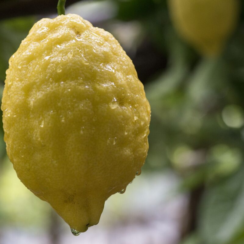 Familie Aceto – Bio-Zitronenproduzent aus Amalfi