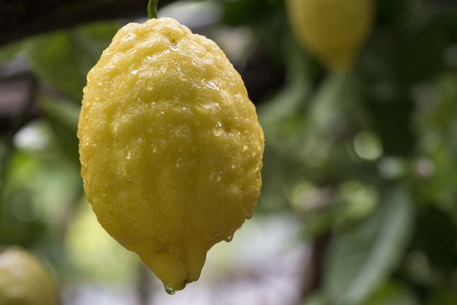 Aceto family Organic Lemon Producer Amalfi