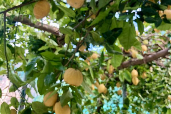 Familie Aceto – Bio-Zitronenproduzent aus Amalfi
