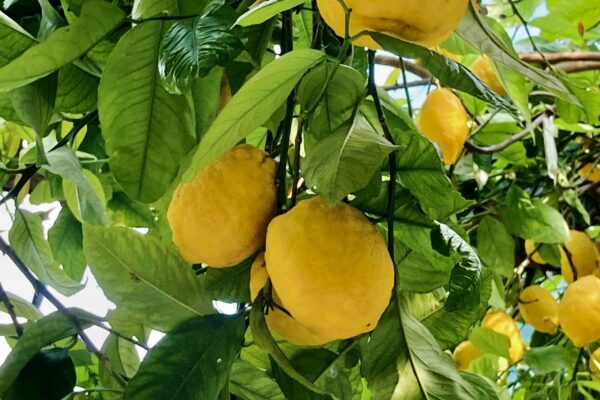 Familie Aceto – Bio-Zitronenproduzent aus Amalfi
