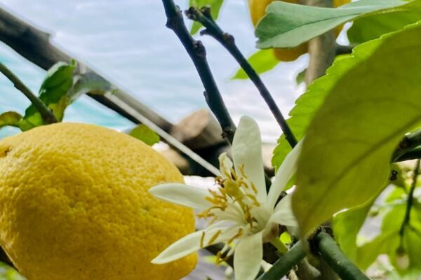 Familie Aceto – Bio-Zitronenproduzent aus Amalfi
